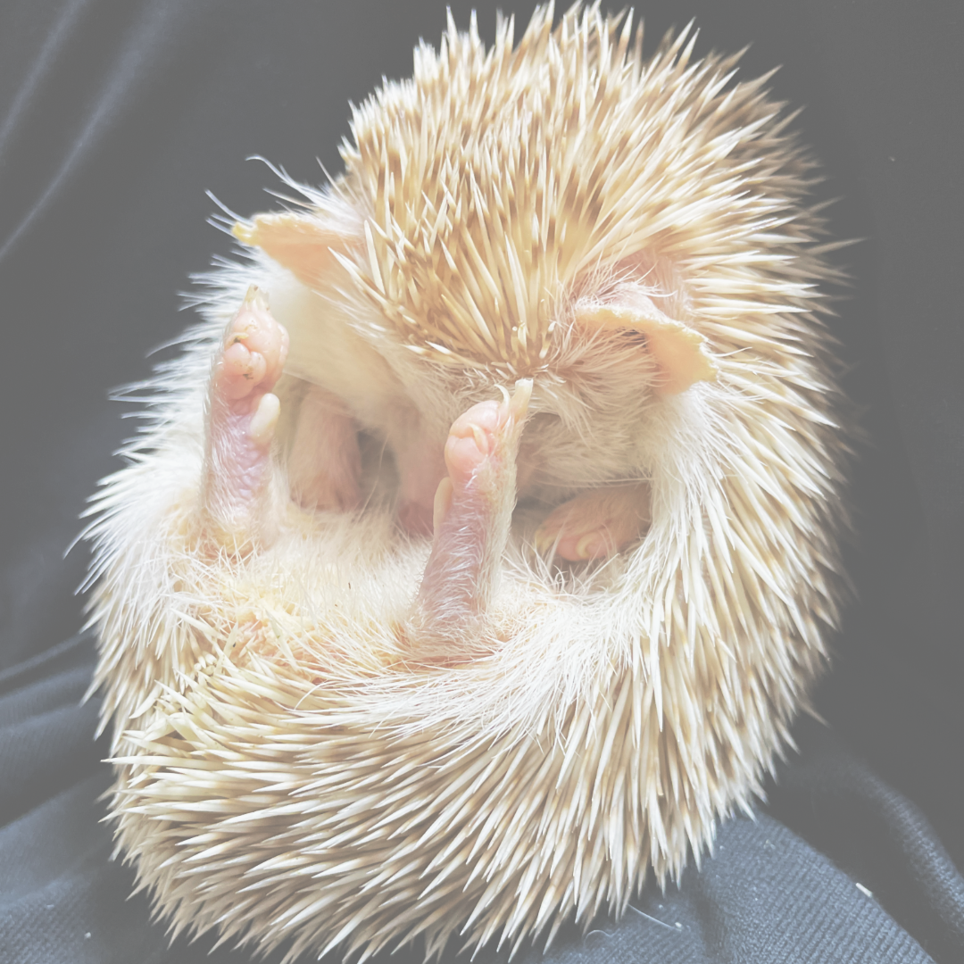 hedgehog
ハリネズミ